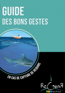 affiche capture requin