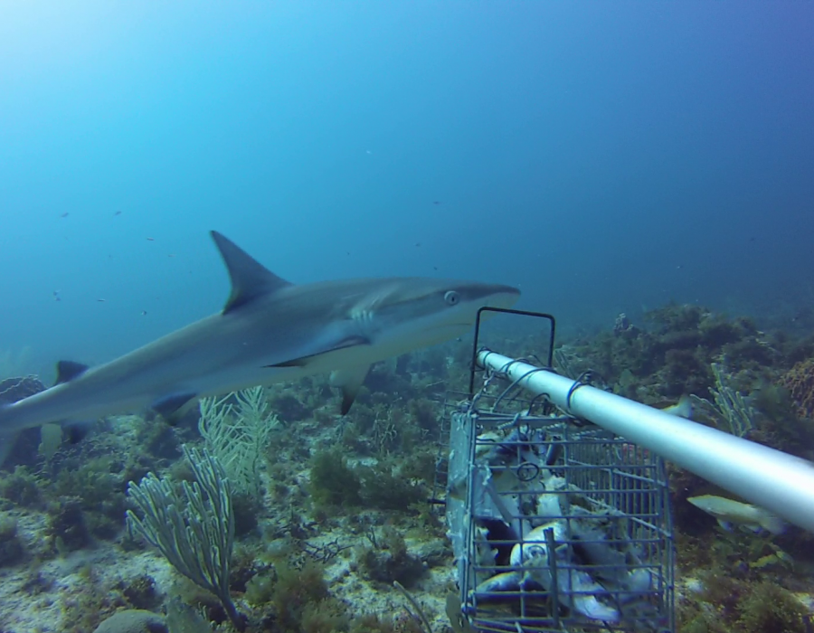 Observation d'un requin de récif des caraïbes